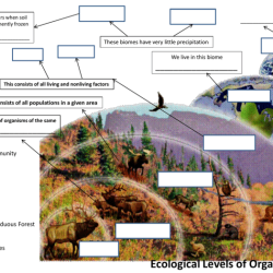 Population ecology worksheet answer key