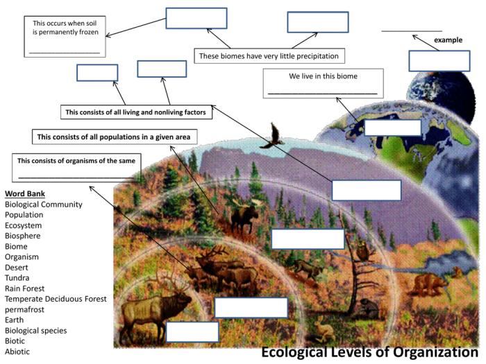 Population ecology worksheet answer key