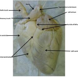 Sheep heart dissection worksheet pdf