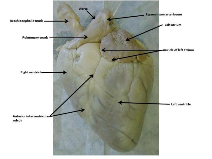 Sheep heart dissection worksheet pdf