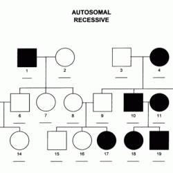 Autosomal pedigrees worksheet answer key