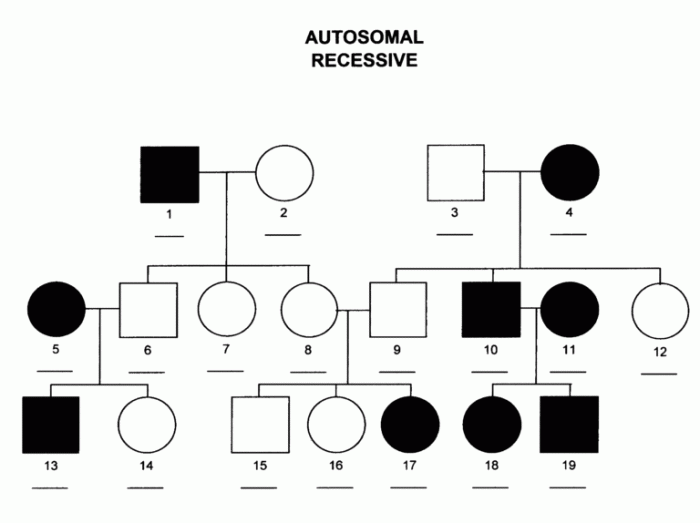 Autosomal pedigrees worksheet answer key