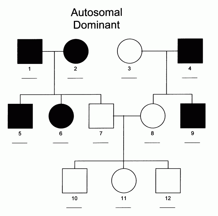 Autosomal pedigrees worksheet answer key