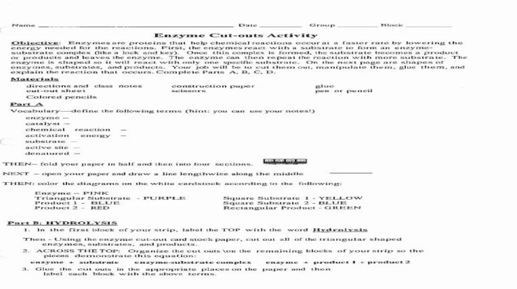 Enzyme cut outs activity answers