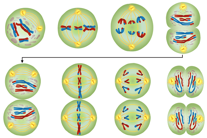 Stages of meiosis worksheet answer key