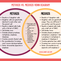 Stages of meiosis worksheet answer key