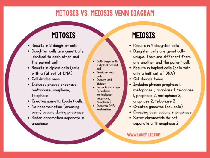 Stages of meiosis worksheet answer key