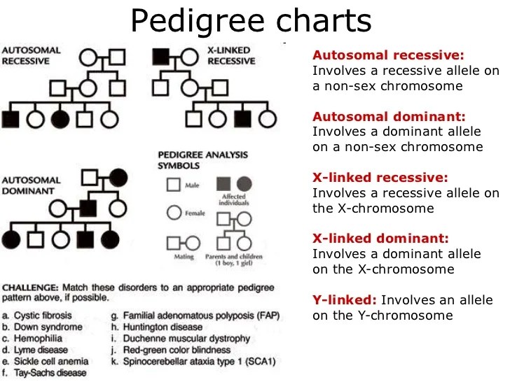 Autosomal pedigrees worksheet answer key