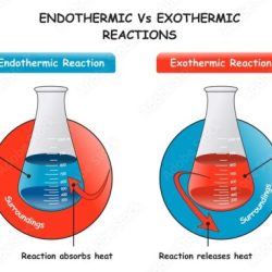 Endothermic and exothermic reactions lab answer key